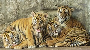 Sumatran tigers, a thieving squirrel and pigs on the loose