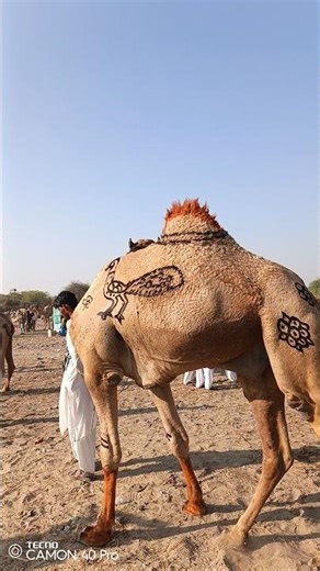 Peacock Patterns on Camel’s Body