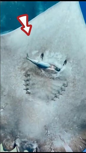 how a stingray eats its prey.