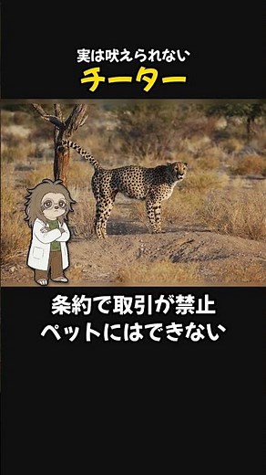 実は吠えられないチーターの雑学3選