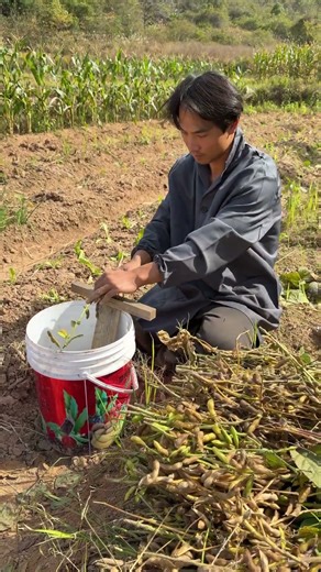 Rural Bean Shaker Tool Homemade Wooden Peg Rake!