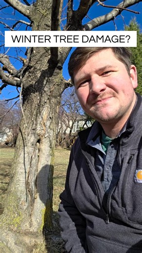 Arbor Aesthetics Tree Service on Instagram: "Did you know the winter sun can actually damage your trees? 🥶 It’s called sun scald, and it’s more common than most homeowners realize. In this video, Certified Arborist Jacob explains how this happens. Here are some steps you can take to help prevent it: • Protect young or thin-barked trees from direct winter sun (Especially maples and honeylocust). • Use a white, breathable trunk guard that is NOT tight. • Always remove trunk guard before the tree