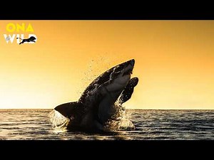 Shark Empire: Instinct of the Deep| Nature Animal Documentary