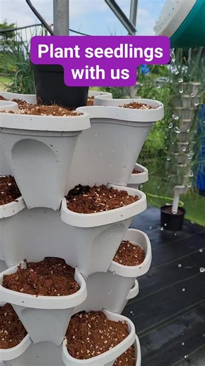 Plant seedlings with us in our Mr. Stacky Vertical Hydroponic system! : #mrstacky #hydroponic #verticalfarm #kale #stringbeans #shadonbeni #fresh #chive #bokchoy #celery #sustainable #selfsufficient #chive #kale #parsley #finethyme #celery #commercial #local #healthy #verticalgarden #innovative #produce #plants #modern #spaceefficient #agriculture #supportlocal #farmtotable #fresh #green #commercialfarm #greenagefarms #trinidadandtobago | Green Age Farms Trinidad: Hydroponics Systems and Supplie