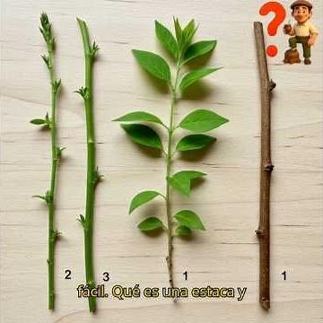 🌱¿Cómo se reproducen las plantas por estacas?🌱#Clip-Agro #clip #agricultura #misiones