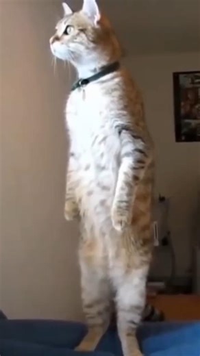 cute cat standing looking over the window