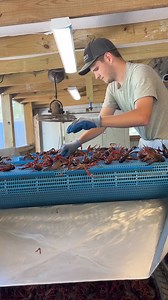 Crawfish time at Hole 'N Da Wall Seafood! #crawfish #louisiana | Anna The Archer