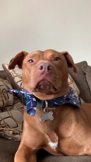 Fun Voice Exercises for Your Dog with TatumTalks