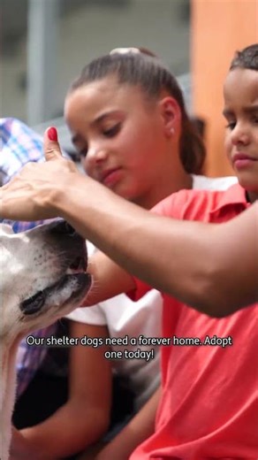 Adopt A Dog Month 2025