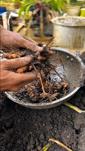 How to Grow Turmeric in a Box Fast at Home #urbanfarming #gardeninghacks #diy