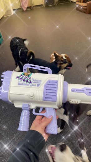 Bubble Puppy Playhouse on TikTok