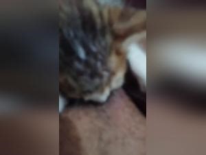 Obsessive Licking: Dog Exploits Submissive Pussy | Damvids