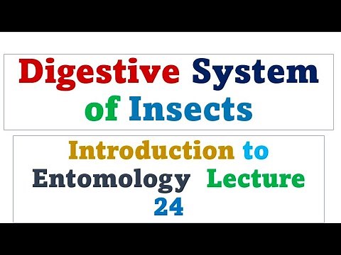 Digestive system of insects | Introduction to Entomology