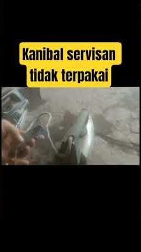 unused service cannibal #shorts #shortsvideo