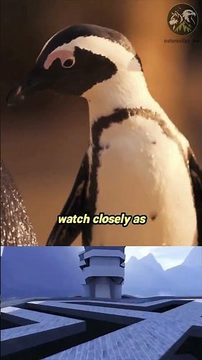 How do baby penguins survive the freezing Antarctic winter? ❄️🐧