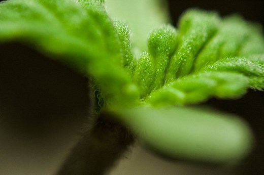 Buy Marijuana Seeds in Colorado - Pacific Seed Bank