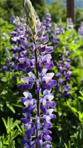 Alaskan flower power? #garden #gardening #420