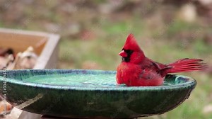 Northern Cardinal enjoys a bath and splashes water everywhere