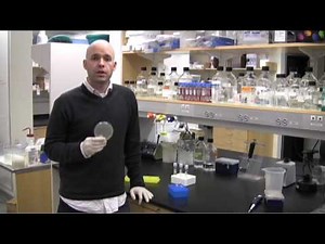 How to perform colony PCR