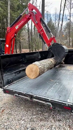 Lifting Logs to New Heights: How Heavy Machinery Simplifies Timber Transport #shorts
