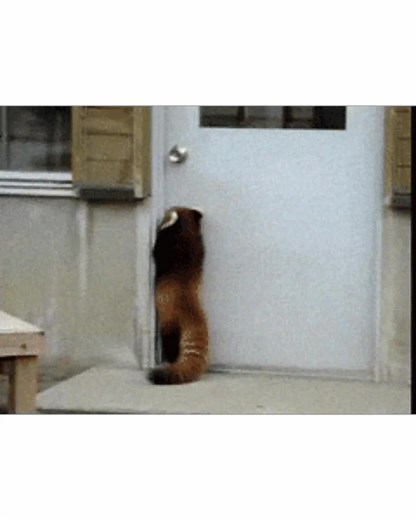 The Charming Appeal of Red Pandas