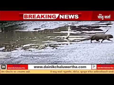 चौल चौकीजवळ नाग-मुंगूस यांची थरारक लढाई,...#Chaluwartha #Marathinews #Newsupdate