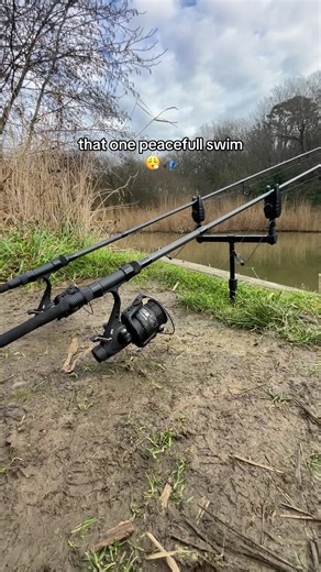 Exploring the Peaceful Carp Swim Experience