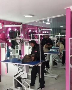 SÁBADOOOO 🐶🐶🐶🐶🐶🐶🥰💕🐾😘😻🐾 GLAMOUR PETS VILLAVICENCIO 🏩💕 | Glamour Pets