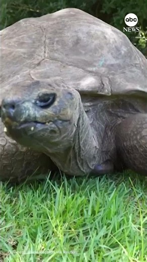 World's oldest tortoise among Guinness World Records ICONs #news #guinnessworldrecords #animals