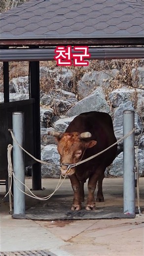 #싸움소 #천군 #36회차 #출전대기 #청도소싸움 #겜블 #대박나길