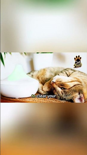 Is Your Diffuser KILLING Your Cat? 🐈‍⬛⚠️