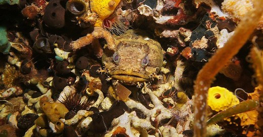 Oyster Toadfish