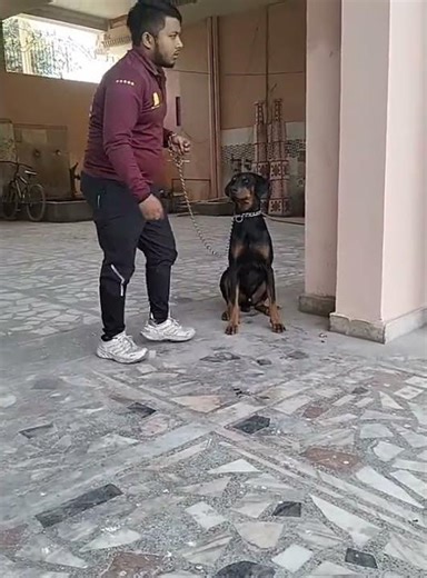 basic command for dobarman 🐕❤️ #dog #cute #pet #comment #commando #traning #viral