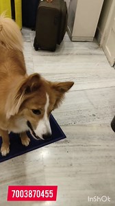 1.2K views · 100 reactions | A to Z About Dogs Try to teach your dog Without giving Any verbal commands . Dog : Siesta刺 . . #DogTraining #dogtrainer #dogbehaviourist #dogs #dog | Pawsome Life | Facebook