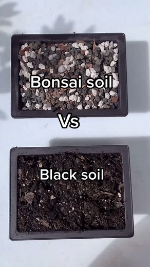 Bonsai Soil Testing Tips