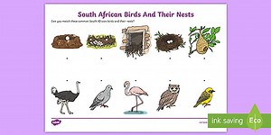Grade R Life Skills - Beginning Knowledge and Personal and Social Well-being- Birds - Worksheet: South African Birds and Their Nests(CAPS Aligned)