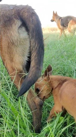 #malinois #viral #animals #puppy #motivation #dog #shortvideo #live
