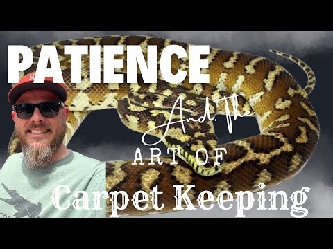 Let's Talk Carpet Pythons: Everything You Need To Know With Riley Jimison of Rileys Reptiles
