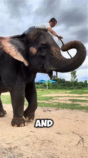 She asked the Elephant to Pick It Up and... 😭 #elephant #heartwarming