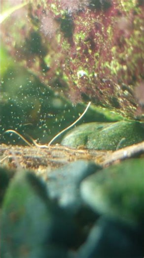 Low-tech planted aquarium