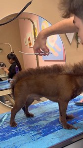 This perfect schnauzer mix came in and asked for something a little out of the blue. A MOHAWK. I couldn't tell them no so i gave it my best shot #dogs #dog #dogsbylogan #doggrooming #doggroomer | It’s Mike TV