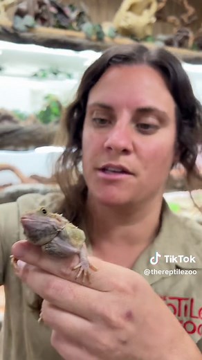 Two headed bearded dragons are so awesome! Chip and Peter have two functioning heads, and they share one stomach! 😱🦎 #twoheads #bearded #dragon #lizard #reptile #animals #care #funny #moments #two #head #zoo #beardeddragon #tiktok #shorts