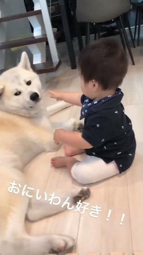 #akitainu 秋田犬に一方通行の想いを寄せる赤ちゃん