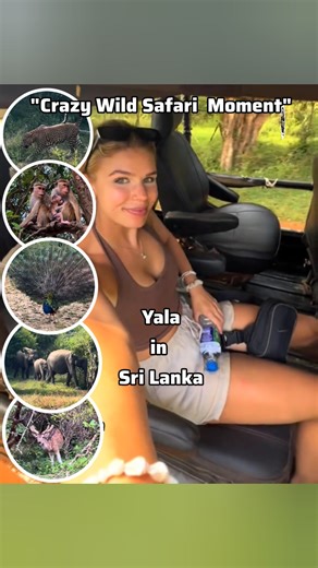 Yala National Park 🐆🌿 Safari Experience You Must See Sri Lanka Wildlife Vibes. Wild safari moment from Yala National Park in Sri Lanka Watch real jungle vibes, stunning wildlife, and pure nature energy in this short adventure clip. Perfect for travel lovers, safari fans, and wildlife explorers. #YalaNationalPark #SriLankaSafari #WildlifeSriLanka #SafariAdventure #JungleSafari | Yala Safari Jeep Camping