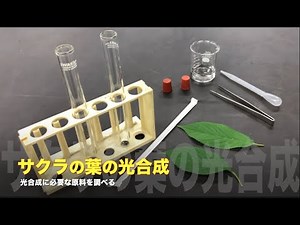 サクラの光合成