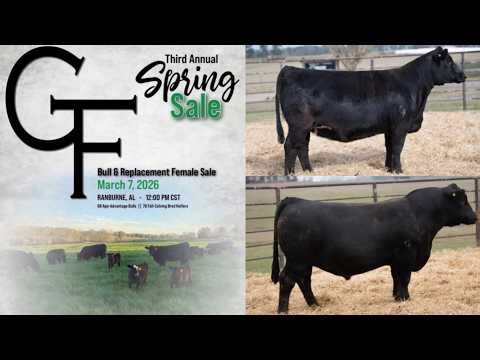 Gibbs Farms 3rd annual Spring 2026 Bull & bred Heifer sale in Ranburne, Al