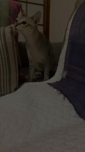 Singapura cat #cat #catbreed #catlover #singapuracat #kitten | Animix