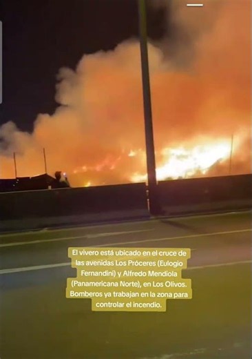 Fire at a plant nursery in the Los Olivos district: massive flames reported next to the Panameric...