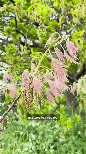 Trees of The Royal Parks - Red oak