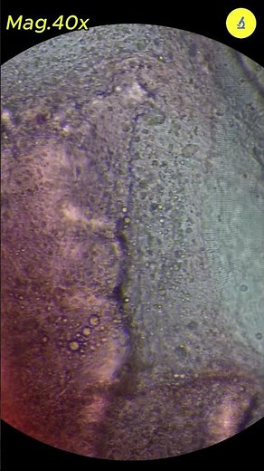 Raw Beef Under Microscope | TULO - Microscope #shorts #microscope #beef